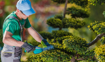 Cleaning, maintenance and coordination of gardens,parks and pest control